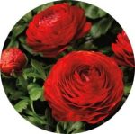 بذر گل آنمون قرمز (آلاله پُرپَر) Ranunculus asiaticus red lmp Seeds
