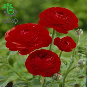 بذر گل آنمون قرمز (آلاله پُرپَر) Ranunculus asiaticus red lmp Seeds