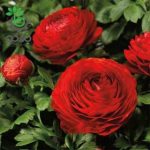 بذر گل آنمون قرمز (آلاله پُرپَر) Ranunculus asiaticus red lmp Seeds