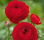 بذر گل آنمون قرمز (آلاله پُرپَر) Ranunculus asiaticus red lmp Seeds