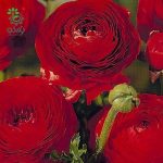بذر گل آنمون قرمز (آلاله پُرپَر) Ranunculus asiaticus red lmp Seeds