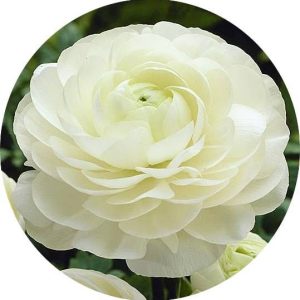 بذر گل آنمون سفید | آلاله پُرپَر | Ranunculus asiaticus f1 magic white