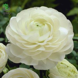 بذر گل آنمون سفید | آلاله پُرپَر | Ranunculus asiaticus f1 magic white