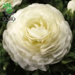 بذر گل آنمون سفید | آلاله پُرپَر | Ranunculus asiaticus f1 magic white