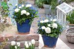 بذر گل آنمون سفید | آلاله پُرپَر | Ranunculus asiaticus f1 magic white