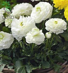 بذر گل آنمون سفید | آلاله پُرپَر | Ranunculus asiaticus f1 magic white