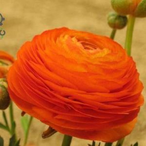 بذر آنمون نارنجی | رانونکلوس آسیاتیکوس | Ranunculus asiaticus f1 magic orange