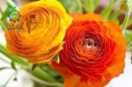 بذر آنمون نارنجی | رانونکلوس آسیاتیکوس | Ranunculus asiaticus f1 magic orange