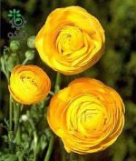 بذر آنمون زرد | آلاله زرد  | Persian buttercup yellow