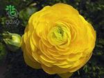 بذر آنمون زرد | آلاله زرد  | Persian buttercup yellow