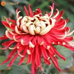 بذر گل داوودی morifolium