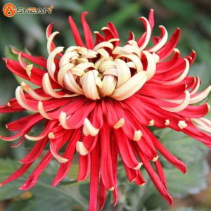 بذر گل داوودی morifolium