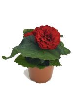 بذر بگونیا غده ای هیبرید پرایماری قرمز پر رنگ begonia tuberhybrida f1 primary deep red