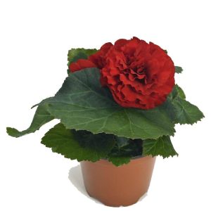 بذر بگونیا غده ای هیبرید پرایماری قرمز پر رنگ begonia tuberhybrida f1 primary deep red