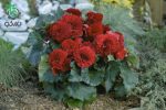 بذر بگونیا غده ای هیبرید پرایماری قرمز پر رنگ begonia tuberhybrida f1 primary deep red