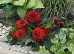 بذر بگونیا غده ای هیبرید پرایماری قرمز پر رنگ begonia tuberhybrida f1 primary deep red