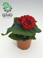 بذر بگونیا غده ای هیبرید پرایماری قرمز پر رنگ begonia tuberhybrida f1 primary deep red