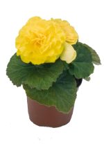 بذر بگونیا غده ای هیبرید پرایماری زرد  begonia tuberhybrida f1 primary Yellow