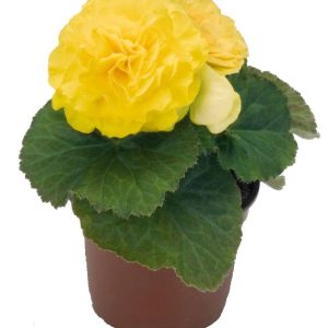 بذر بگونیا غده ای هیبرید پرایماری زرد  begonia tuberhybrida f1 primary Yellow