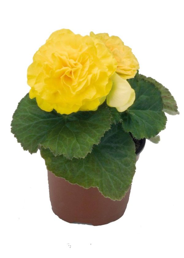 بذر بگونیا غده ای هیبرید پرایماری زرد  begonia tuberhybrida f1 primary Yellow