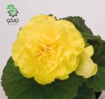 بذر بگونیا غده ای هیبرید پرایماری زرد  begonia tuberhybrida f1 primary Yellow