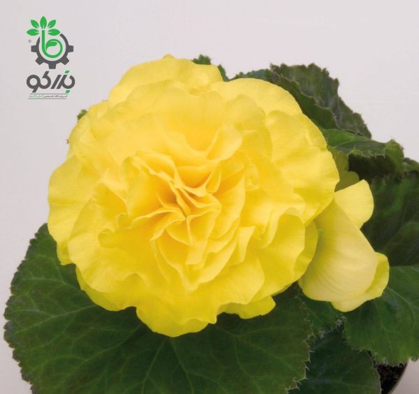بذر بگونیا غده ای هیبرید پرایماری زرد  begonia tuberhybrida f1 primary Yellow