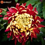 بذر گل داوودی morifolium