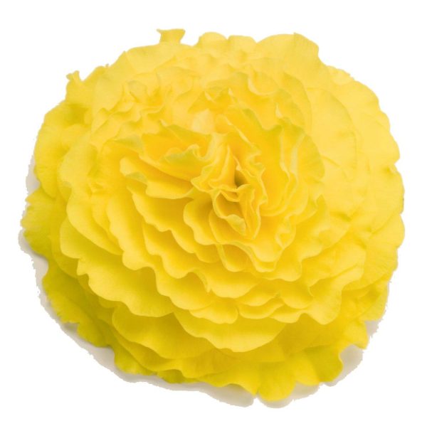 بذر بگونیا غده ای هیبرید پرایماری زرد  begonia tuberhybrida f1 primary Yellow