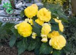بذر بگونیا غده ای هیبرید پرایماری زرد  begonia tuberhybrida f1 primary Yellow