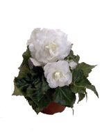 بذر بگونیا توبر هیبریدا مولتی فلورا نیواستار سفید  Begonia tuberhybrida (multiflora) new star white