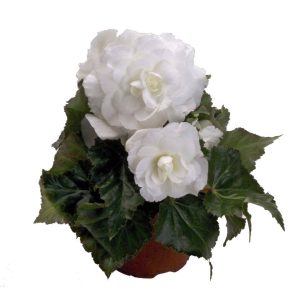 بذر بگونیا توبر هیبریدا مولتی فلورا نیواستار سفید  Begonia tuberhybrida (multiflora) new star white