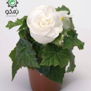 بذر بگونیا توبر هیبریدا مولتی فلورا نیواستار سفید  Begonia tuberhybrida (multiflora) new star white