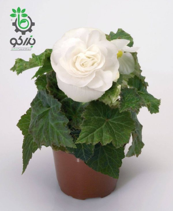 بذر بگونیا توبر هیبریدا مولتی فلورا نیواستار سفید  Begonia tuberhybrida (multiflora) new star white