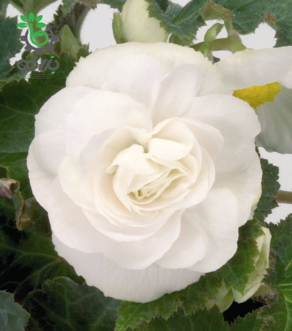 بذر بگونیا توبر هیبریدا مولتی فلورا نیواستار سفید  Begonia tuberhybrida (multiflora) new star white