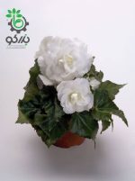 بذر بگونیا توبر هیبریدا مولتی فلورا نیواستار سفید  Begonia tuberhybrida (multiflora) new star white