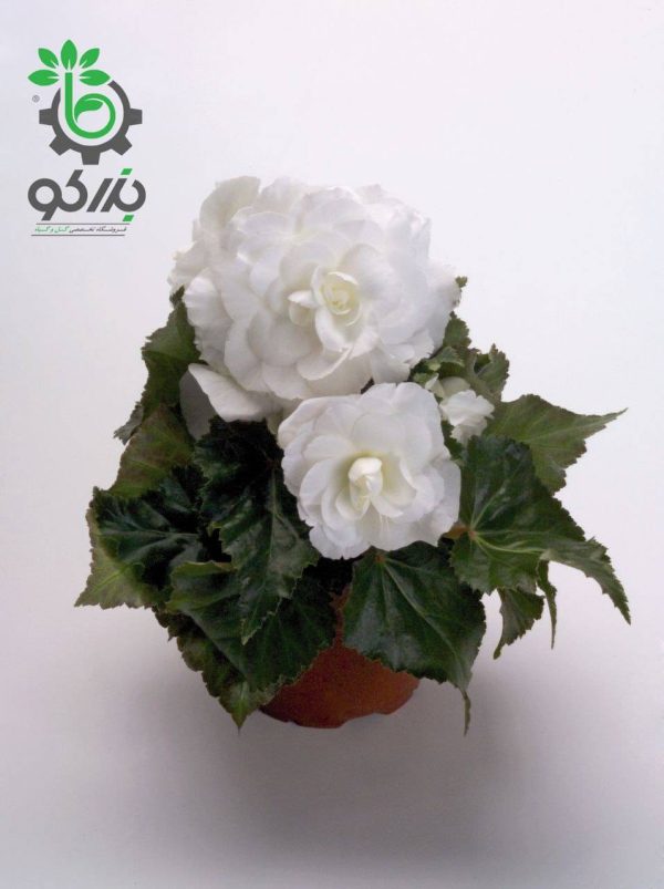 بذر بگونیا توبر هیبریدا مولتی فلورا نیواستار سفید  Begonia tuberhybrida (multiflora) new star white