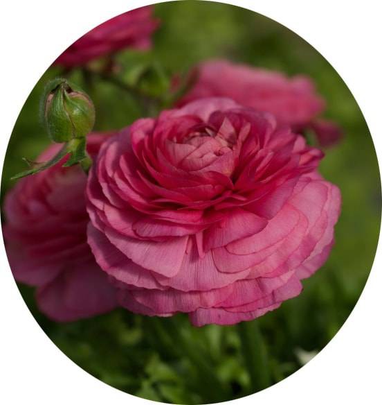 بذر آنمون رنگ سرخ | آلاله سرخ | Ranunculus asiaticus f1 magic rose