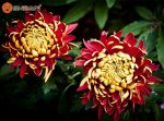 بذر گل داوودی morifolium