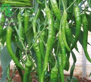 بذر فلفل قلمی شمشیری شیرین Long pepper seeds