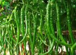 بذر فلفل قلمی شمشیری شیرین Long pepper seeds