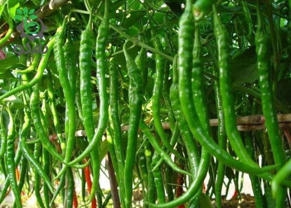 بذر فلفل قلمی شمشیری شیرین Long pepper seeds