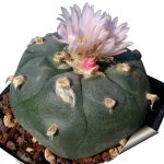 بذر کاکتوس لوفوفورا ویلیامسی (پیوته) Lophophora williamsii seeds