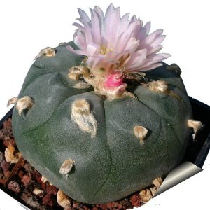 بذر کاکتوس لوفوفورا ویلیامسی (پیوته) Lophophora williamsii seeds