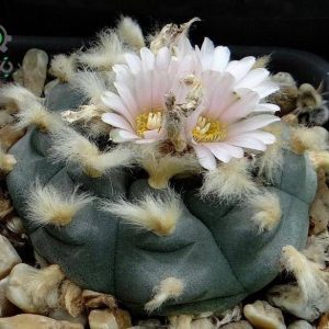 بذر کاکتوس لوفوفورا ویلیامسی (پیوته) Lophophora williamsii seeds