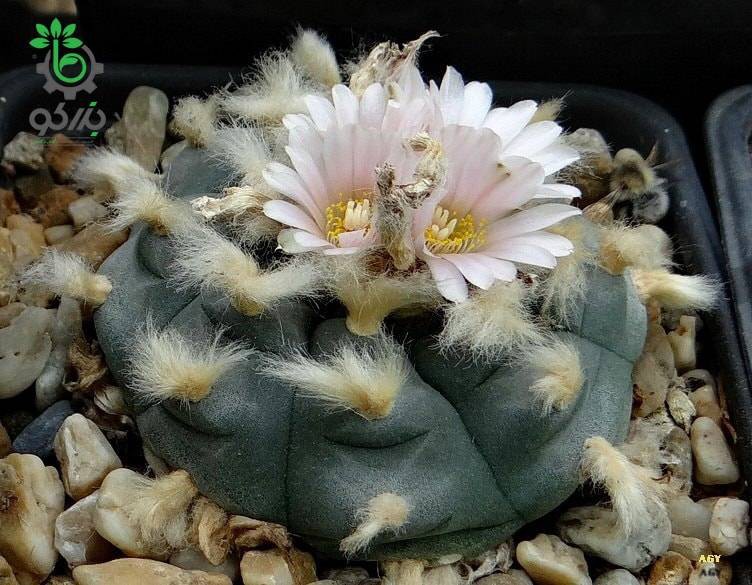 بذر کاکتوس لوفوفورا ویلیامسی (پیوته) Lophophora williamsii seeds