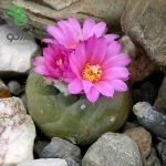 بذر کاکتوس لوفوفورا ویلیامسی (پیوته) Lophophora williamsii seeds