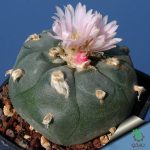 بذر کاکتوس لوفوفورا ویلیامسی (پیوته) Lophophora williamsii seeds