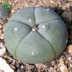 بذر کاکتوس لوفوفورا ویلیامسی (پیوته) Lophophora williamsii seeds