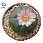 بذر کاکتوس لوفوفورا ویلیامسی (پیوته) Lophophora williamsii seeds