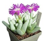 بذر ساکولنت مینیاتوری آرگیرودرما فیسوم argyroderma fissum seeds